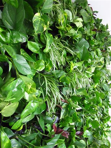 Grădină verticală cu plante naturale – Iancu Nicolae, foto 3 din 26